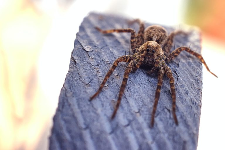 5 of the Most Common Spiders Found in Baltimore