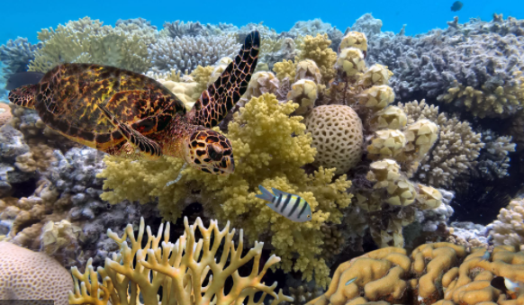 10 Awesome facts about the Great Barrier Reef