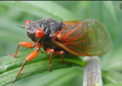 Cicadas Maryland