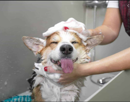 Best Dog Grooming Services