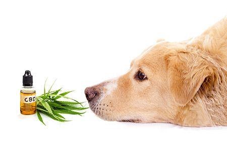 Things to Consider when Using CBD for Dogs