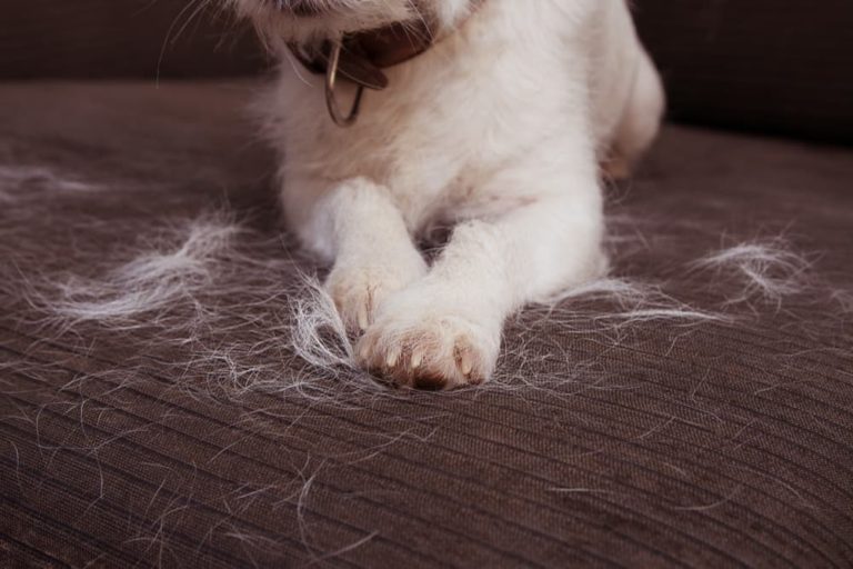 Is Your Pet Shedding? Here’s How to Help Prevent the Situation and How to Best Clear Up