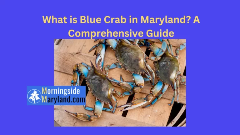 What is Blue Crab in Maryland? A Comprehensive Guide