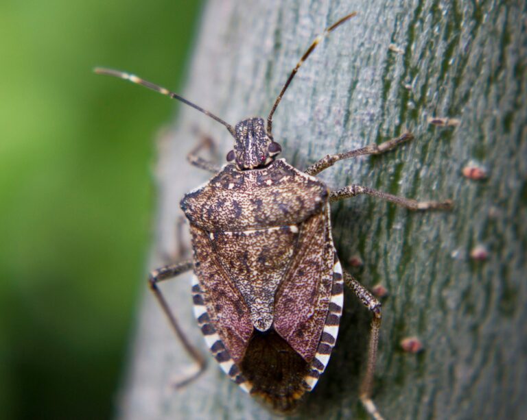 Stink Bugs Are Chewing Through Maryland Gardens: What To Do