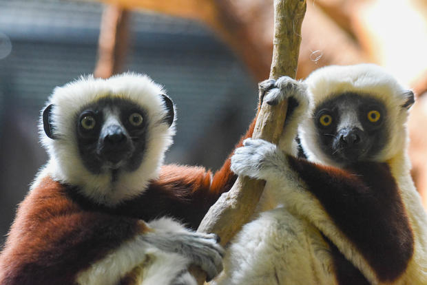Maryland Zoo Welcomes New Endangered Lemurs