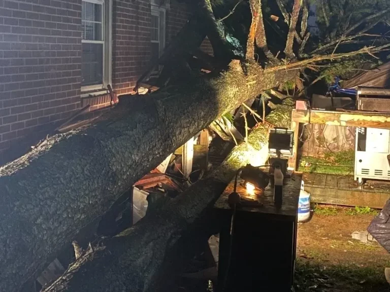 Person Trapped By Fallen Tree On Bel Air Deck During Recent Storms