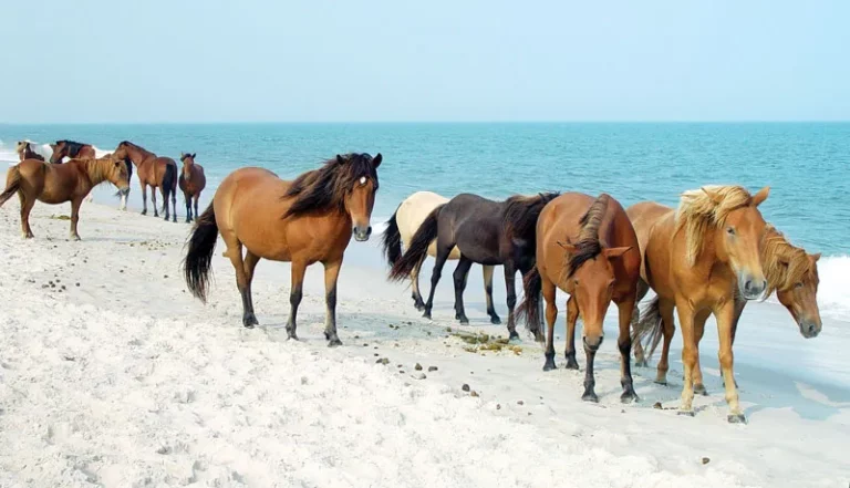 What is special about Assateague Island?