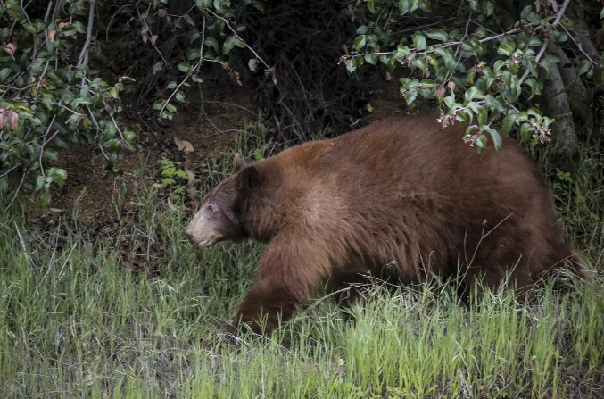 Black Bear Euthanized in Colorado After Eating Human Garbage
