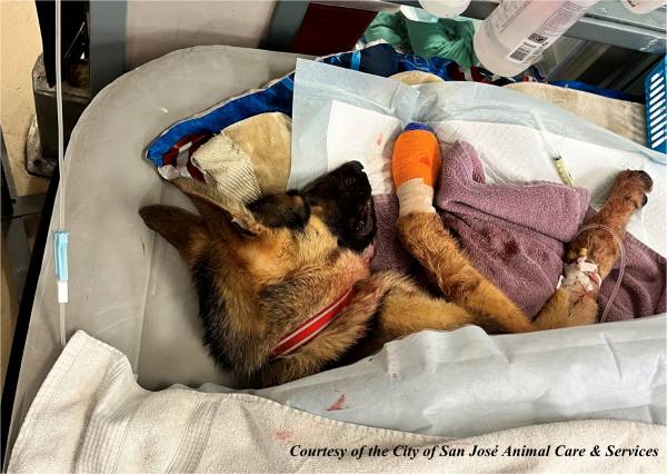 SJPD Seeking Public’s Assistance for Marley, the Injured Pup