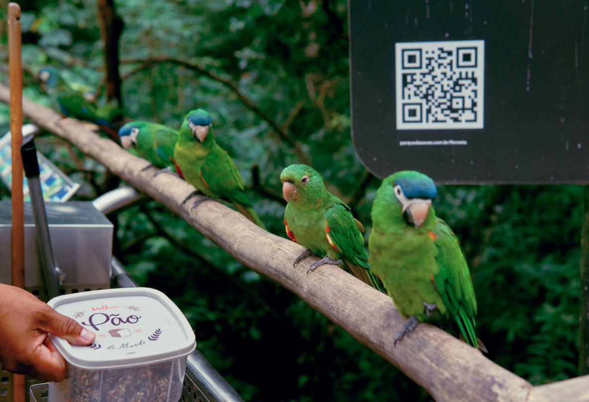 four parrots sitting on the railing in the tropical forest, on the background is an information sheet with qr code for scanning.